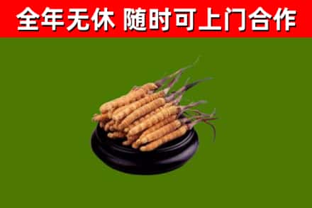 突泉回收散虫草